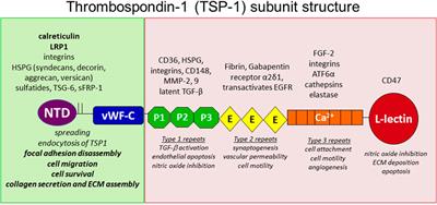 Thrombospondin-1 Signaling Through the Calreticulin/LDL Receptor Related Protein 1 Axis: Functions and Possible Roles in Glaucoma